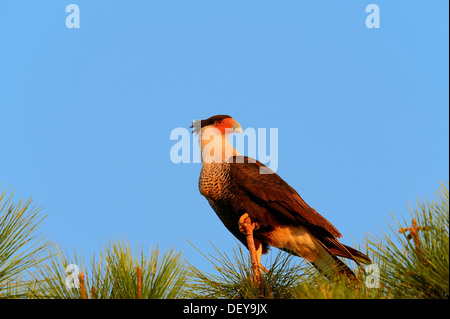 Crestato meridionale Caracara o carancho (Polyborus plancus), Florida, Stati Uniti Foto Stock