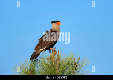 Crestato meridionale Caracara o carancho (Polyborus plancus), Florida, Stati Uniti Foto Stock