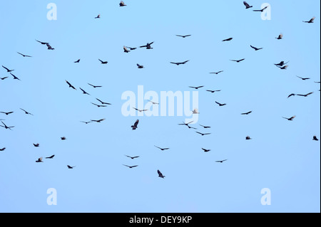 La Turchia avvoltoi o la Turchia poiane (Cathartes aura) e nero gli avvoltoi (Coragyps atratus) in volo, Everglades-Nationalpark Foto Stock