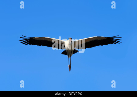Cicogna in legno (Mycteria americana) in volo con materiale di nidificazione, Florida, Stati Uniti Foto Stock