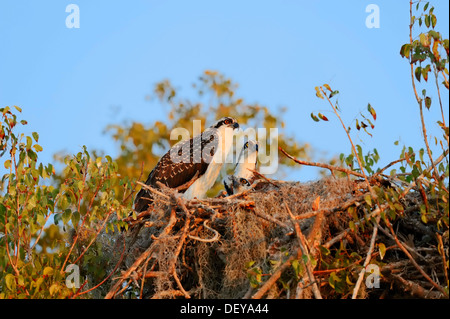 Falco pescatore (Pandion haliaetus carolinensis), giovani di uccelli nel nido, Everglades-Nationalpark, Florida, Stati Uniti Foto Stock