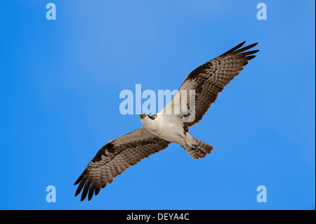 Falco pescatore (Pandion haliaetus carolinensis) in volo, Everglades-Nationalpark, Florida, Stati Uniti Foto Stock