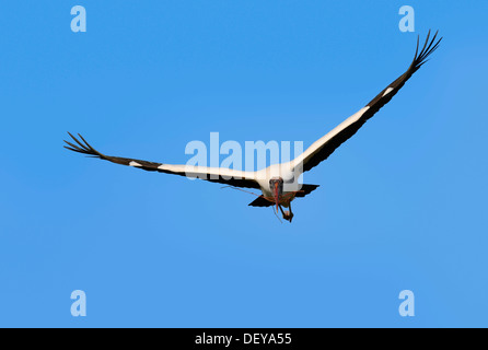 Cicogna in legno (Mycteria americana) in volo con materiale di nidificazione, Florida, Stati Uniti Foto Stock
