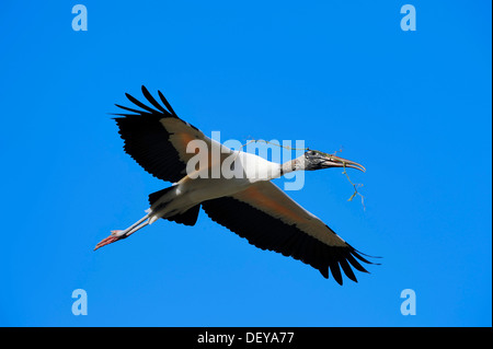 Cicogna in legno (Mycteria americana) in volo con materiale di nidificazione, Florida, Stati Uniti Foto Stock
