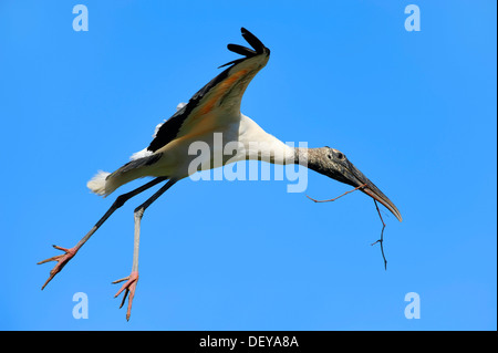Cicogna in legno (Mycteria americana) in volo con materiale di nidificazione, Florida, Stati Uniti Foto Stock