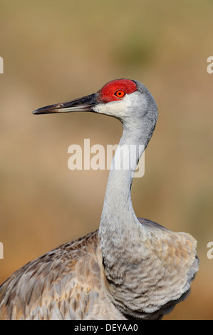 Florida Sandhill gru (Grus canadensis pratensis), Florida, Stati Uniti Foto Stock