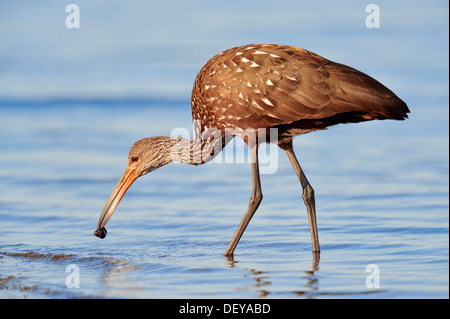 Limpkin (Aramus guarauna pictus) con una lumaca catturata, Florida, Stati Uniti Foto Stock