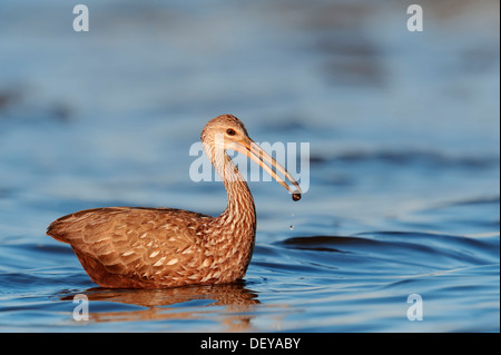 Limpkin (Aramus guarauna pictus) con una lumaca catturata, Florida, Stati Uniti Foto Stock