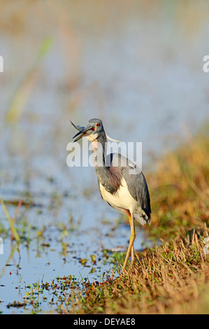 Airone tricolore (Egretta tricolore) con un pesce pescato, Florida, Stati Uniti Foto Stock