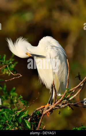 Snowy Garzetta (Egretta thuja) preening stesso, Florida, Stati Uniti Foto Stock