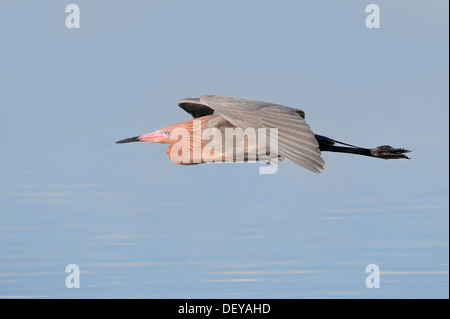 Garzetta rossastra (Dichromanassa rufescens, Egretta rufescens), in volo, Florida, Stati Uniti Foto Stock