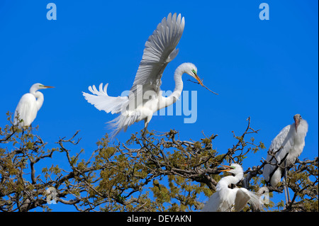 Airone bianco maggiore (Casmerodius Albus, Egretta alba) in atterraggio con materiale di nidificazione nella colonia di allevamento, Florida, Stati Uniti Foto Stock