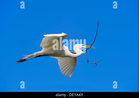 Airone bianco maggiore (Casmerodius Albus, Egretta alba) in volo con materiale di nidificazione, Florida, Stati Uniti Foto Stock