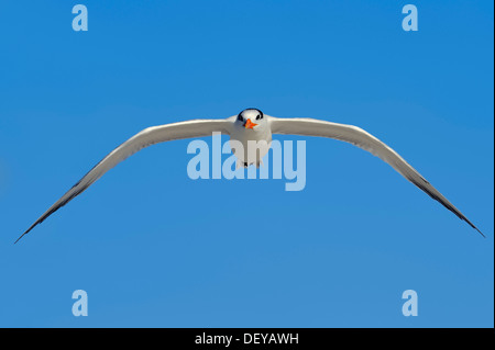 Royal Tern (sterna maxima, Thalasseus maximus) in inverno piumaggio, in volo, Sanibel Island, Florida, Stati Uniti Foto Stock