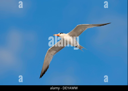 Royal Tern (sterna maxima, Thalasseus maximus), in volo, Sanibel Island, Florida, Stati Uniti Foto Stock