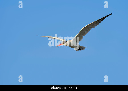 Caspian Tern (Hydroprogne caspia, Sterna caspia) in volo, Florida, Stati Uniti Foto Stock