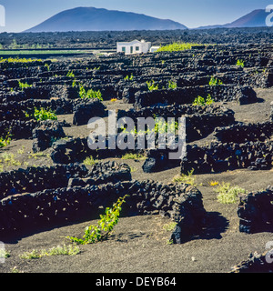 I vitigni in crescita in terreno vulcanico La Geria Lanzarote isole Canarie Spagna Foto Stock