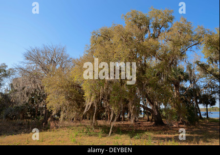 Southern Live Oak (Quercus virginiana) coperte di muschio Spagnolo (Tillandsia usneoides), Florida, Stati Uniti Foto Stock