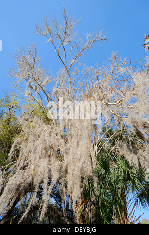 Muschio spagnolo (Tillandsia usneoides) su un albero, Florida, Stati Uniti Foto Stock