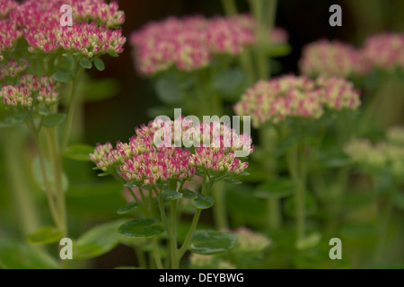 Appariscente Stonecrop (Sedum spectabile, Hylotelephium spectabile 'autunno Gioia"), Bergisches Land, Renania settentrionale-Vestfalia Foto Stock