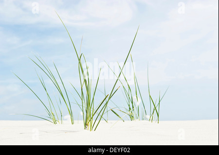 Marram europea erba o Beachgrass europea (Ammophila arenaria) su una spiaggia, Amrum, Amrum, Nord Isole Frisone Foto Stock