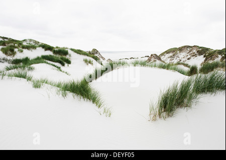 Dune e una spiaggia di sabbia bianca, Kniepsand, Amrum, Amrum, Nord Isole Frisone, Schleswig-Holstein, Germania Foto Stock