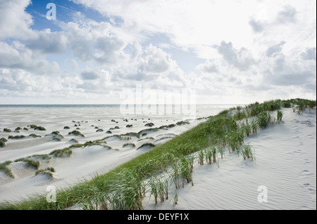 Dune e una spiaggia di sabbia bianca, Kniepsand, Amrum, Amrum, Nord Isole Frisone, Schleswig-Holstein, Germania Foto Stock