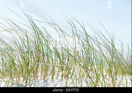 Marram erba o Beachgrass (Ammophila), Sylt, Schleswig-Holstein, Germania Foto Stock