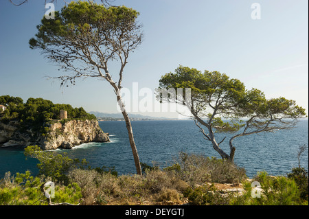 Costa rocciosa con il mare e da alberi di pino, Cala Portals Vells, Portals Vells, Calvià, Maiorca, isole Baleari, Spagna Foto Stock