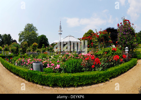 Giardino di Rose nel parco Planten un Blomen, quartiere Mitte, Amburgo Foto Stock