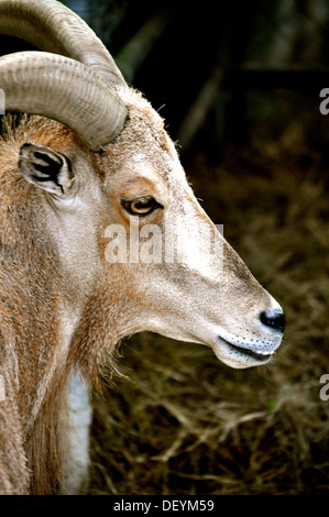 Waccatee Zoo - Guarda di capra Foto Stock