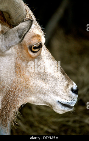 Waccatee Zoo - guarda di capra Foto Stock