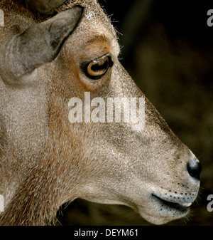 Waccatee Zoo - Guarda di capra Foto Stock