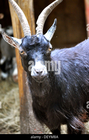 Waccatee Zoo - Guarda di capra Foto Stock