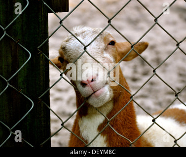 Waccatee Zoo - Guarda di capra Foto Stock