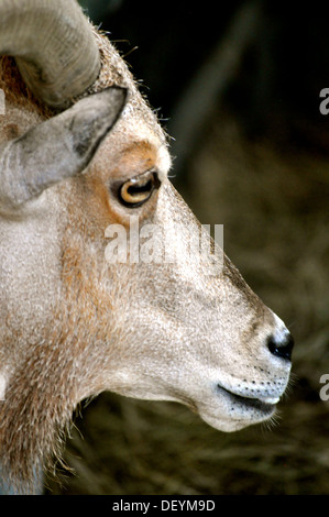 Waccatee Zoo - guarda di capra Foto Stock