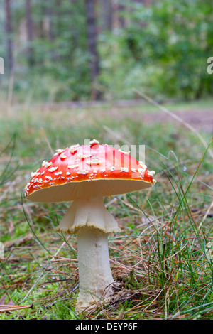 Fly Agaric - amanita muscaria Foto Stock