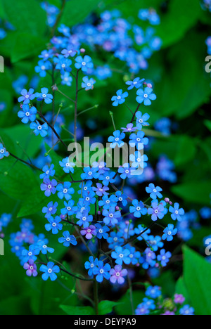 Dimenticare-me-non (Myosotis sylvatica) Foto Stock