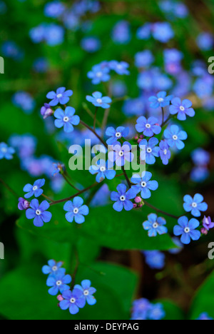 Dimenticare-me-non (Myosotis sylvatica) Foto Stock