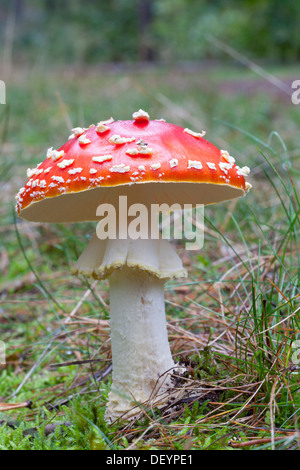 Fly Agaric - amanita muscaria Foto Stock