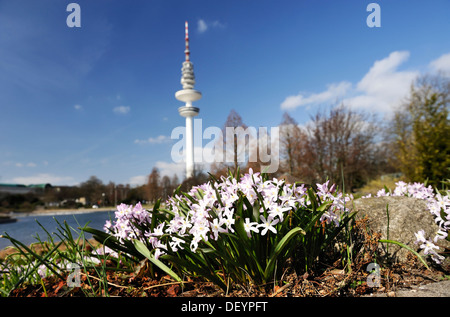 Fiori di Primavera nel parco Planten un Blomen park, dietro la torre della televisione di Amburgo Foto Stock