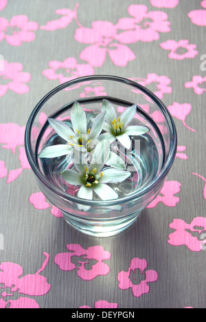 Sleepydick o la stella di Betlemme (Ornithogalum umbellatum) fiori in un bicchiere di acqua su uno sfondo floreale Foto Stock