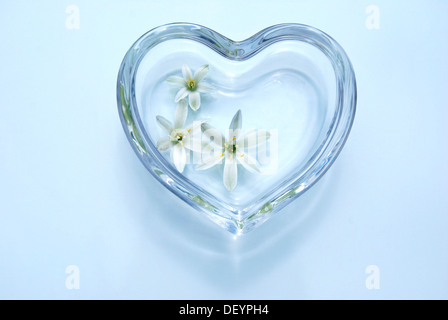Sleepydick o la stella di Betlemme (Ornithogalum umbellatum) fiori in un cuore di vetro a forma di ciotola Foto Stock