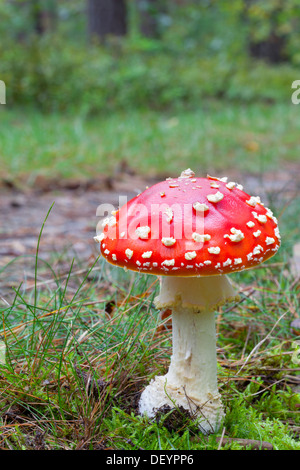 Fly Agaric - amanita muscaria Foto Stock