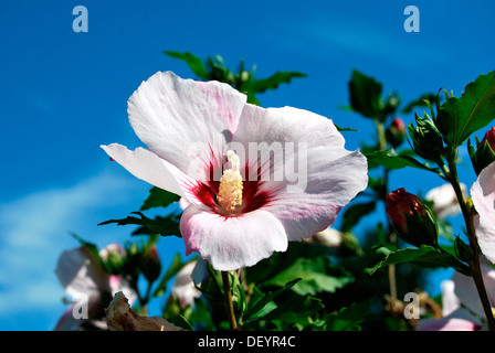 Blooming Hibiscus cuore rosso (Hibiscus syriacus cultivar cuore rosso) Foto Stock