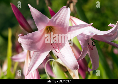 Close-up di immagine lilly fiori Foto Stock