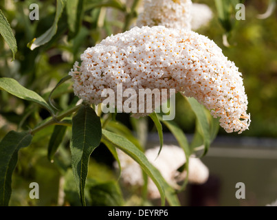 Vista ravvicinata di Buddleia davidii 'White profusione' Foto Stock