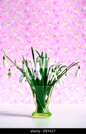 Snowdrops comune (Galanthus nivalis) in un vaso di fiori Foto Stock