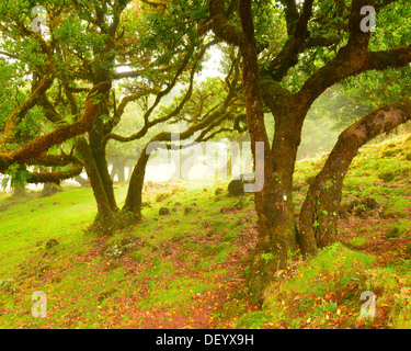 Crooked laurel alberi in un prato in misty meteo, Madeira, Portogallo Foto Stock