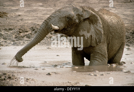 Bush africano Elefante africano (Loxodonta africana), Bull, prendere un bagno di fango, Chobe National Park, distretto nordoccidentale, Botswana Foto Stock